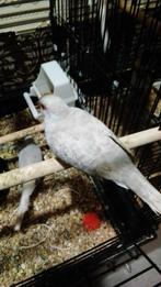 2 Diamant duifjes te koop, Dieren en Toebehoren, Vogels | Duiven, Meerdere dieren, Overige soorten