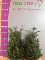 Taxus baccata haagplanten leverbaar tot 200 cm hoog., Ophalen of Verzenden, Taxus, Struik, 100 tot 250 cm