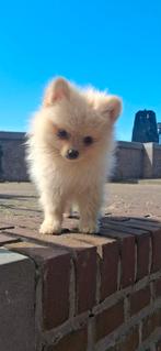Pomeriaan Reutje, Dieren en Toebehoren, Honden | Chihuahua's en Gezelschapshonden, Parvo, Reu, 8 tot 15 weken, Meerdere