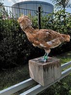 Haantjes van de Baardkuifhoen en Hollandse Kuifhoenkriel, Dieren en Toebehoren, Mannelijk, Kip
