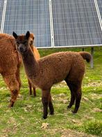Jonge gezonde alpaca merrie, Dieren en Toebehoren, Mei, Vrouwelijk