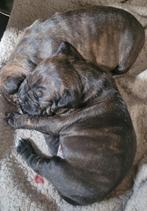 Amerikaanse stafford pups, Dieren en Toebehoren, 8 tot 15 weken, American Staffordshire Terriër, Meerdere, Meerdere dieren