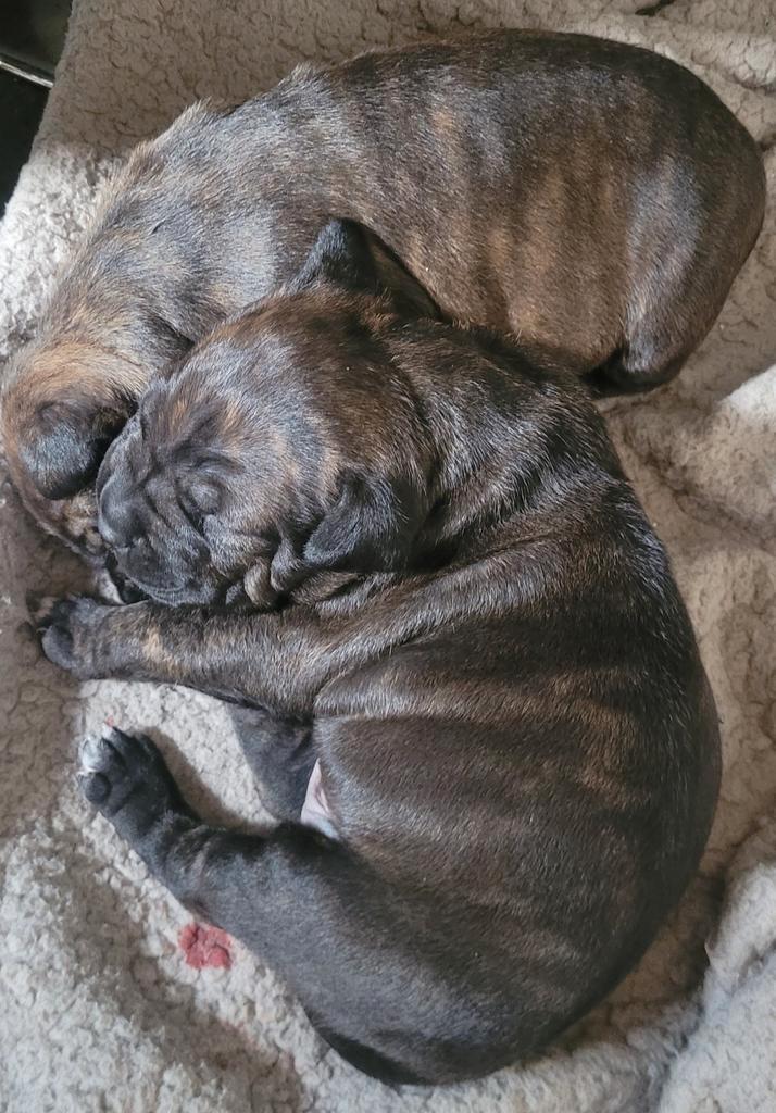 Amerikaanse stafford pups, Dieren en Toebehoren, Honden | Jack Russells en Terriërs, Meerdere dieren, American Staffordshire Terriër