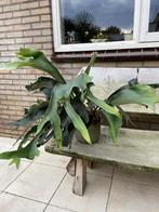 Hertshoorn, Tuin en Terras, Planten | Tuinplanten, Ophalen, Vaste plant, Varens, Bloeit niet