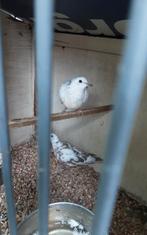 Koerduifjes bonte, Dieren en Toebehoren, Vogels | Duiven, Meerdere dieren
