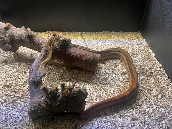 Boa constrictor hypo Motley 100% het leopard