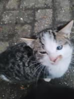 4 kittens, Ophalen, Nieuw