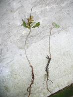 kleine eikenboompjes, Bloeit niet, Overige soorten, Minder dan 100 cm, Ophalen