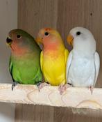 3 x Agapornis dwergpapegaai roseicollie om tam te maken, Dieren en Toebehoren, Vogels | Parkieten en Papegaaien, Vrouwelijk, Dwergpapegaai of Agapornis