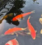 4x  3-jarige koi voor een zacht prijsje, Dieren en Toebehoren, Vissen | Vijvervissen, Karper of Koi