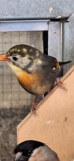 Tk 1-1 Japanse nachtegalen onverwant en zitten buiten volièr, Dieren en Toebehoren, Vogels | Overige Vogels, Meerdere dieren, Tropenvogel