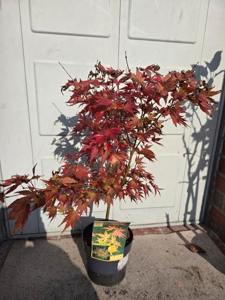 Japanse Esdoorn Acer Orange Dream 65cm, Tuin en Terras, Planten | Bomen, Overige soorten, Minder dan 100 cm, Halfschaduw, Bloeit niet