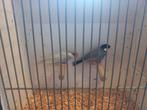 Koppel rijstvogels opaal x wildkleur, Dieren en Toebehoren, Meerdere dieren, Tropenvogel, Geringd
