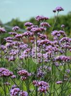 Verbena (IJzerhard) stekken (goedkoop), Tuin en Terras, Planten | Tuinplanten, Ophalen, Zomer, Overige soorten, Volle zon