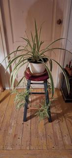 Graslelie Chlorophytum, Huis en Inrichting, Kamerplanten, Ophalen, Overige soorten, Halfschaduw, In pot