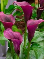 Calla Durban bollen 5 stuks, Ophalen of Verzenden, Voorjaar, Volle zon, Bloembol