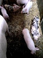 biggen  De echte zuivere Pitrain  Of Pitrain x Duroc, Dieren en Toebehoren, Schapen, Geiten en Varkens, Meerdere dieren, Varken