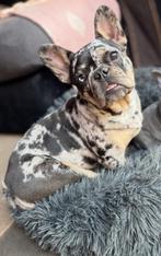 Franse Bulldog herplaatser, CDV (hondenziekte), 1 tot 2 jaar, Teef, Bulldog