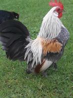 Krielhaan, Dieren en Toebehoren, Mannelijk, Kip