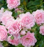 Rozen planten in p13 pot, Ophalen, Overige soorten, Volle zon