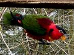 GEZOCHT groenstaart lori pop, Dieren en Toebehoren, Vogels | Parkieten en Papegaaien, Papegaai, Vrouwelijk, Geringd