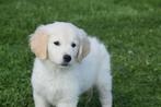 Golden retriever pups nieuw nestje, Golden retriever, België, 8 tot 15 weken, Meerdere