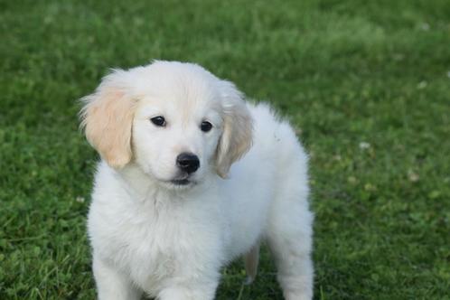 Golden retriever pups nieuw nestje, Dieren en Toebehoren, Honden | Retrievers, Spaniëls en Waterhonden, Meerdere dieren, Golden retriever