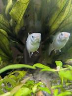 Molly en dalmatier mollys aangeboden, Dieren en Toebehoren, Vissen | Aquariumvissen, Vis