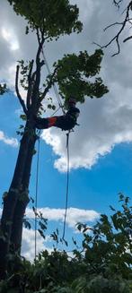 Bomen  snoeien  of rooien  bel 0644842040, Diensten en Vakmensen, Tuinmannen en Stratenmakers, Tuin- of Vijveraanleg