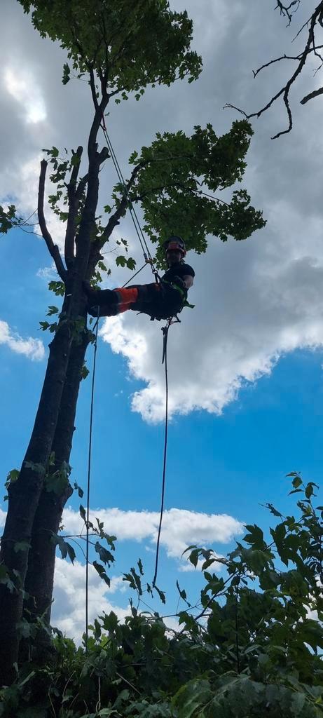 Bomen  snoeien  of rooien  bel 0644842040, Diensten en Vakmensen, Tuinmannen en Stratenmakers, Tuin- of Vijveraanleg, Tuinonderhoud of Snoeiwerk