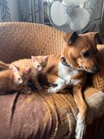 Super lieve kittens, jonge poesjes, Meerdere dieren, Kortharig, 0 tot 2 jaar
