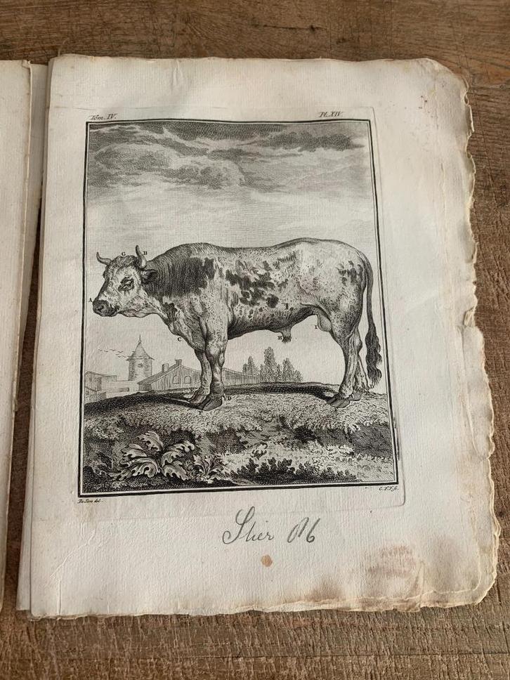 10 gravures van stier uit uitgave Buffon 1783, Antiek en Kunst, Antiek | Boeken en Bijbels, Ophalen of Verzenden