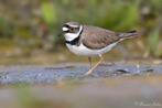 kleine plevier, Dieren en Toebehoren, Geringd