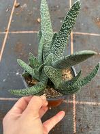 Gasteria maculata pot12cm, Ophalen of Verzenden, Halfschaduw, Minder dan 100 cm