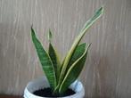 Sansevieria - vrouwentong, 27 cm, Huis en Inrichting, Kamerplanten, Overige soorten, Minder dan 100 cm, Ophalen of Verzenden, Halfschaduw