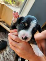 Mini Australian Shepherd pups, Dieren en Toebehoren, CDV (hondenziekte), 8 tot 15 weken, Meerdere, Meerdere dieren