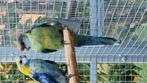 Te koop bleekkop , barnard , port lincoln, Mannelijk