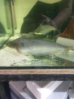 Vissenasiel Schilbe intermedius, Dieren en Toebehoren, Vissen | Aquariumvissen, Vis, Zoetwatervis, Schoolvis