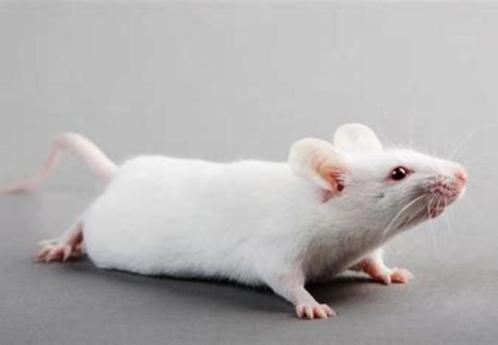 levende muizen en ratten te koop bij csreptiles Venlo, Dieren en Toebehoren, Knaagdieren, Meerdere dieren, Rat, Na 1 juli 2024