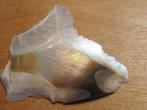 min. 6x stukje ABALONE SCHELP (3), Verzamelen, Verzenden, Mineraal