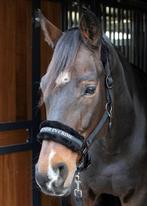 Harry's Horse Halster Lyrics Quotes, met "PARTNER IN CRIME", Ophalen of Verzenden, Nieuw