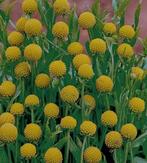 Zaden ananasbloem, Ophalen of Verzenden, Volle zon