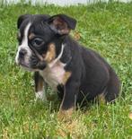 Engelse Bulldog pups te koop, Dieren en Toebehoren, Honden | Bulldogs, Pinschers en Molossers, België, Rabiës (hondsdolheid), 8 tot 15 weken