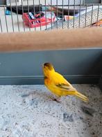 Te koop., Dieren en Toebehoren, Vogels | Kanaries, Mannelijk, Zangkanarie