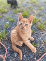 Lieve kittens, Dieren en Toebehoren