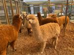 Jonge Alpaca's | Dieren van eind 2023 | Goed advies!, Dieren en Toebehoren, Overige Dieren, Voor 1 juli 2024