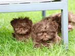 Supermooie kleine shih tzu / boomer pups, Parvo, Overige rassen, 8 tot 15 weken, Meerdere