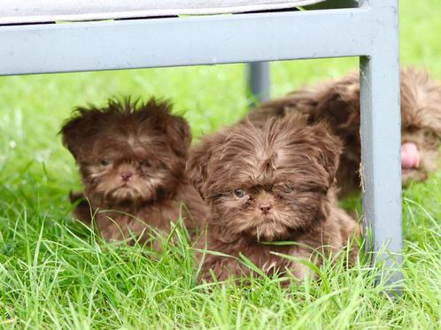 Supermooie kleine shih tzu / boomer pups, Dieren en Toebehoren, Honden | Chihuahua's en Gezelschapshonden, Meerdere dieren, Overige rassen