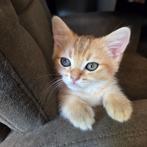 Lieve Britse korthaar poesje, Dieren en Toebehoren, Katten en Kittens | Raskatten | Korthaar, Poes, Gechipt, 0 tot 2 jaar