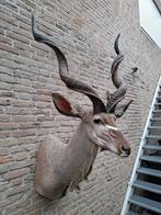 Opgezette kop kudu taxidermy Afrika jacht schedel gewei, Verzamelen, Dierenverzamelingen, Ophalen, Wild dier, Gewei of Kop